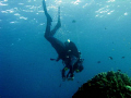   underwater photographer  